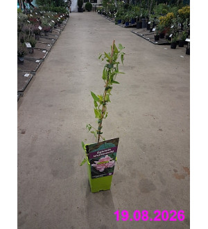 Calystegia hederacea 'Flore Plena' RP 1,6 L